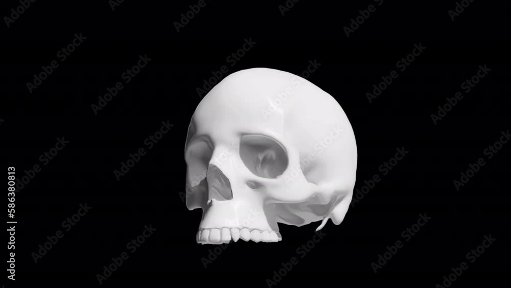 head human and teeth skull animation skull head rotation , human skull rotate loop with alpha 4k head human and teeth skull animation skull head rotation , human skull rotate loop with alpha 4k