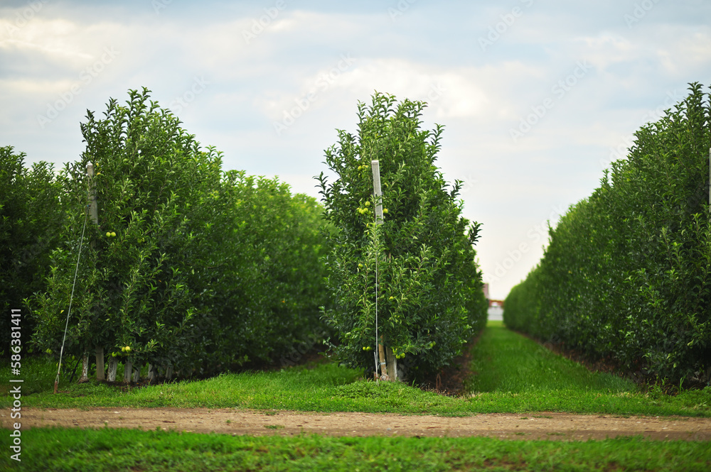rows of apple trees in an apple orchard on a background of green grass and sky.