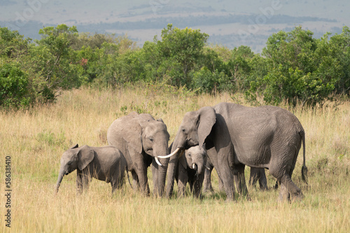 African elephants drinking from a Masai Mara watering hole in Kenya