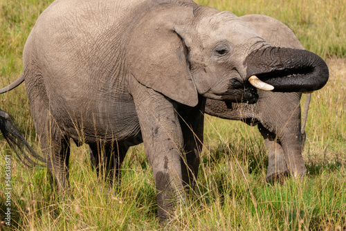 Elephant family drinks from a watering hole at the Masai Mara in Kenya Africa