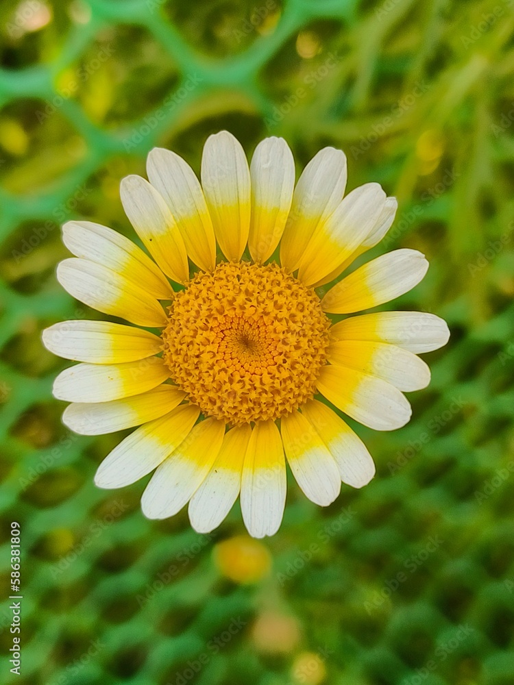 Fototapeta premium yellow daisy flower
