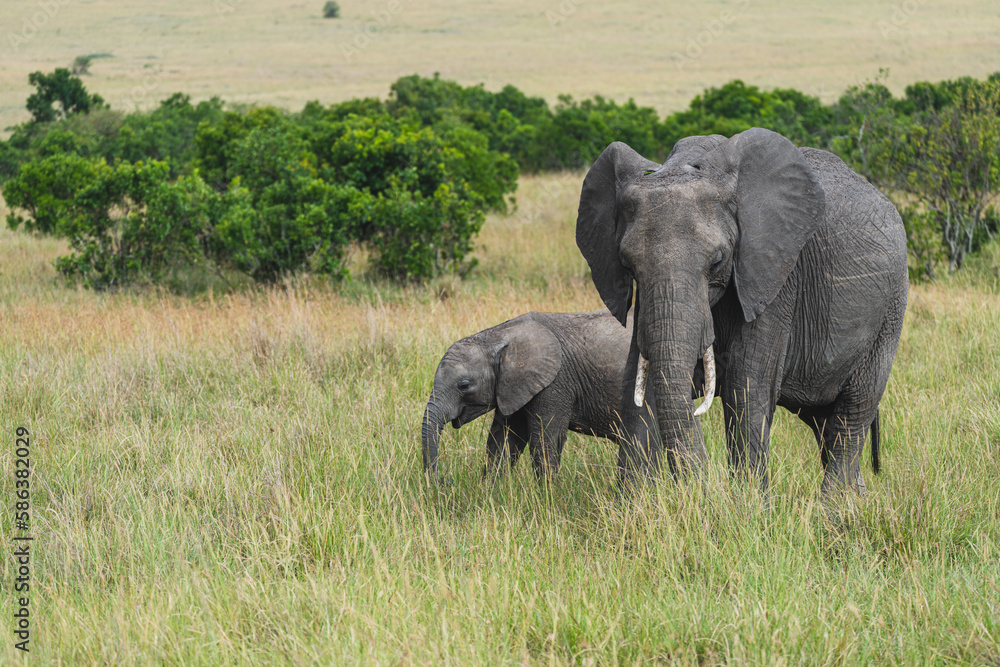 Obraz premium Elephant mother and baby grazing in the Masai Mara reserve in Kenya, Africa