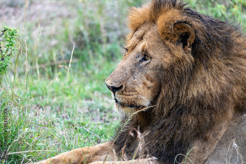 Lion  male with mane  resting in the grass in the Masai Mara Reserve in Kenya  Africa. Male lion with mane