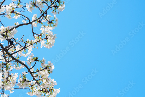 青空に映える桜 © keizo0211