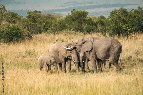 Family herd of elephants takes a drink from a watering hole in the Masai Mara in Kenya Africa