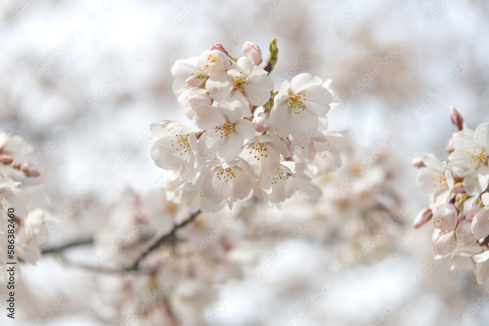 blooming sakura flowers close-up. Blurred background, selective focus.