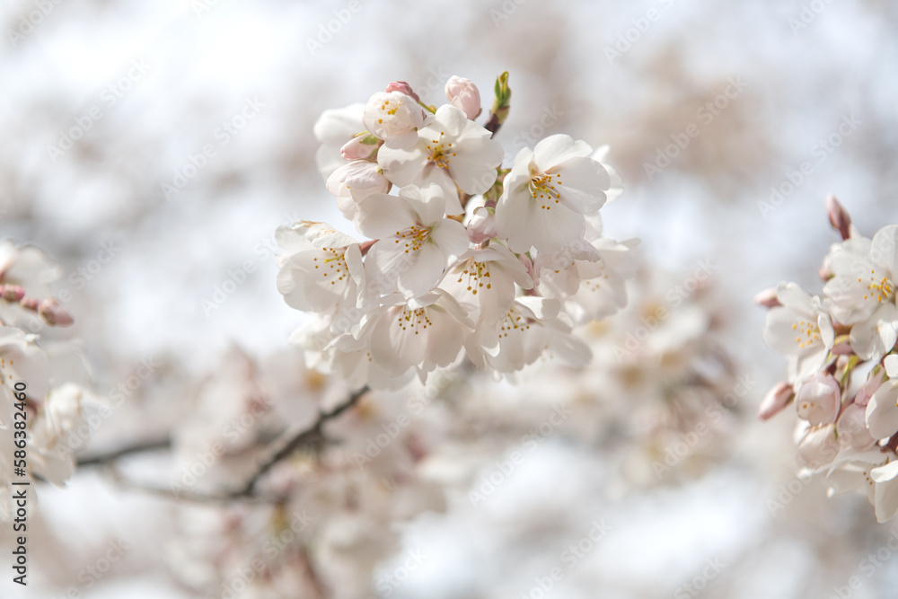 blooming sakura flowers close-up. Blurred background, selective focus. blooming sakura flowers close-up. Blurred background, selective focus.