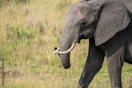 Large elephant walks across grassland savannah in the Masai Mara National Reserve in Kenya Africa