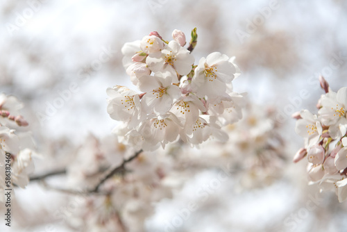 blooming sakura flowers close-up. Blurred background  selective focus.