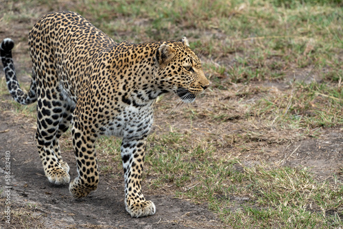 Leopard walks and strolls in the Masai Mara Reserve in Kenya  Africa. This wild cat is part of the Big Five safari animals