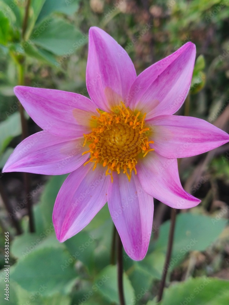 close up of pink flower close up of pink flower
