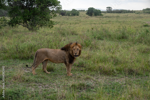 Lion stands and looks at camera in the grassy area of the Masai Mara in Kenya Africa