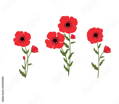 Red poppies isolated on white background  bud  blooming flower. Poppy.