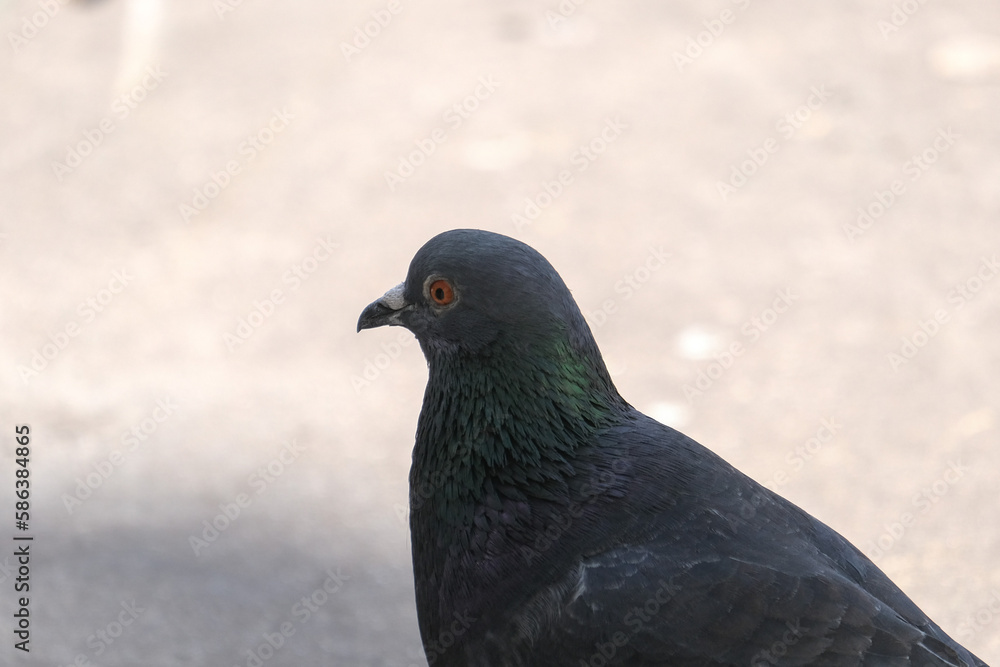 Close up pigeon´s head and feathers. Selective focus. Close up pigeon´s head and feathers. Selective focus.
