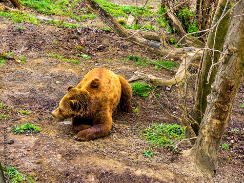 The bear in the bear pit of Barengraben park in Bern, Switzerland photo