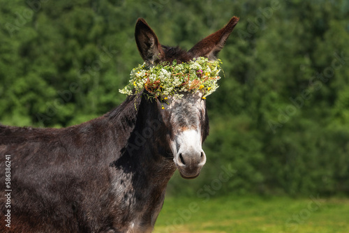 Donkey with a wreath of flowers on its head