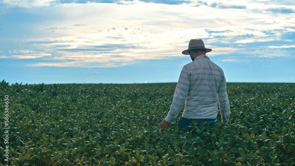 Agronomist analyzing soybeans in plantation