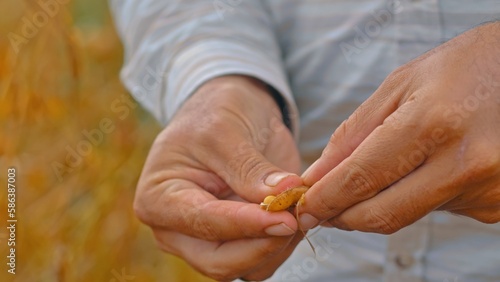 Agronomist analyzing soybeans in plantation
