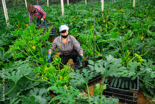 Female gardener in protective mask with ripe zucchini in greenhouse. High quality photo