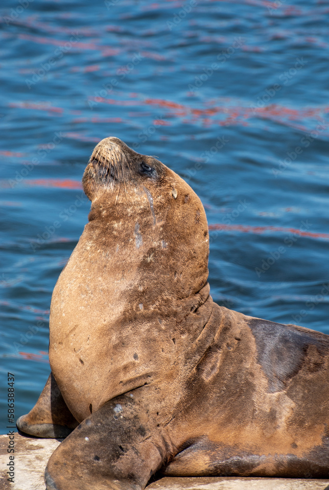 Fototapeta premium Lobo marino en costa del oceano en verano