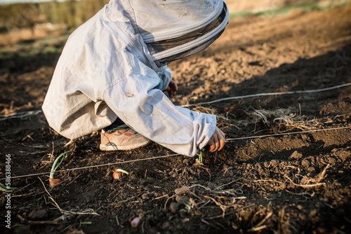 Wallpaper Mural process of planting onions in ground in autumn. child helps to plant vegetables for the upcoming harvest Torontodigital.ca
