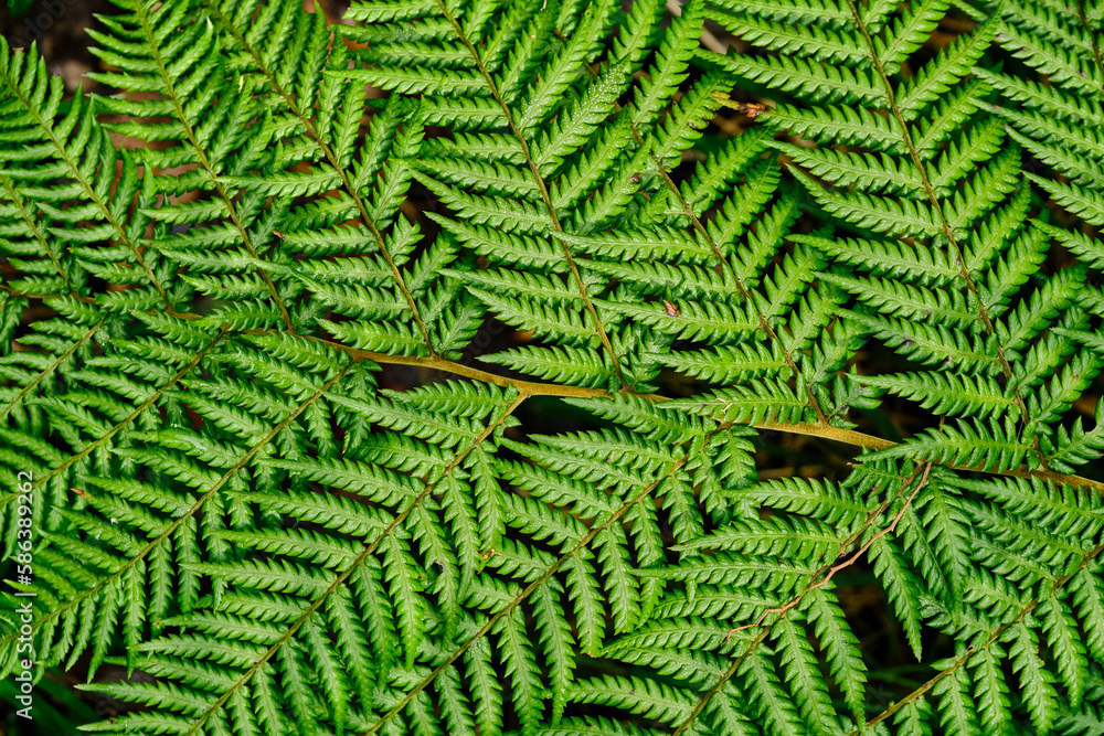 Australian Tree Ferns, Tree ferns are found growing in tropical and subtropical areas worldwide, as well as cool to temperate rainforests in Australia, New Zealand and neighbouring regions