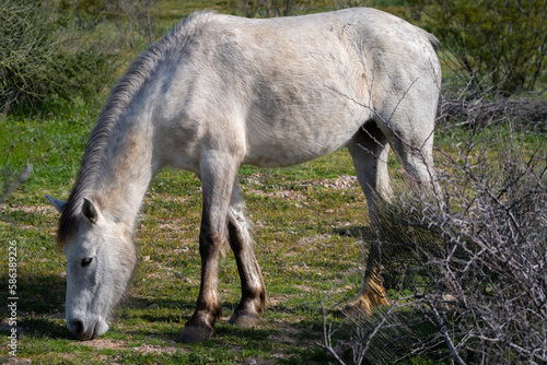 Fototapeta Naklejka Na Ścianę i Meble -  Salt River Horses Wild Arizona Landscapes, America, USA.