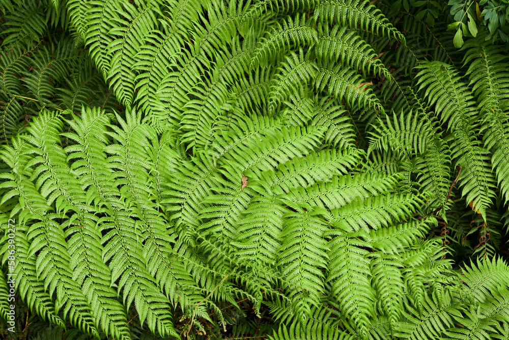 Australian Tree Ferns, Tree ferns are found growing in tropical and subtropical areas worldwide, as well as cool to temperate rainforests in Australia, New Zealand and neighbouring regions