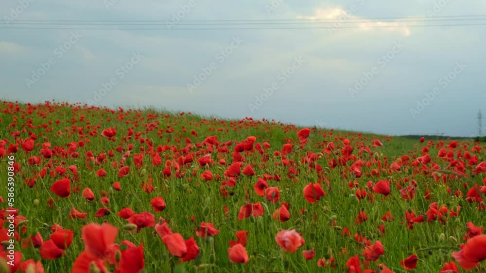 Red poppy flowers in a wild field. Vivid Poppies meadow in spring. Beautiful summer day. Beautiful red poppy flowers on green fleecy stems grow in the field. Scarlet poppy flowers in the sunset light Red poppy flowers in a wild field. Vivid Poppies meadow in spring. Beautiful summer day. Beautiful red poppy flowers on green fleecy stems grow in the field. Scarlet poppy flowers in the sunset light