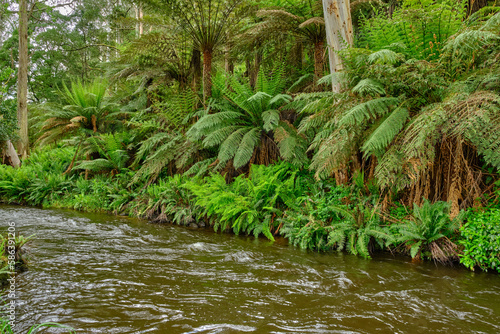 Australian Tree Ferns, Tree ferns are found growing in tropical and subtropical areas worldwide, as well as cool to temperate rainforests in Australia, New Zealand and neighbouring regions
