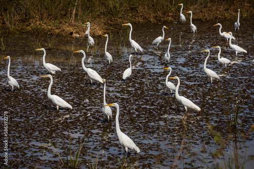 White Heron Flock - Bando de Garça Branca