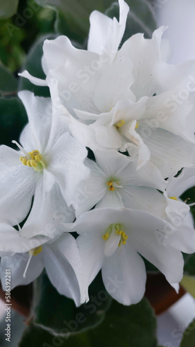 White viola flower