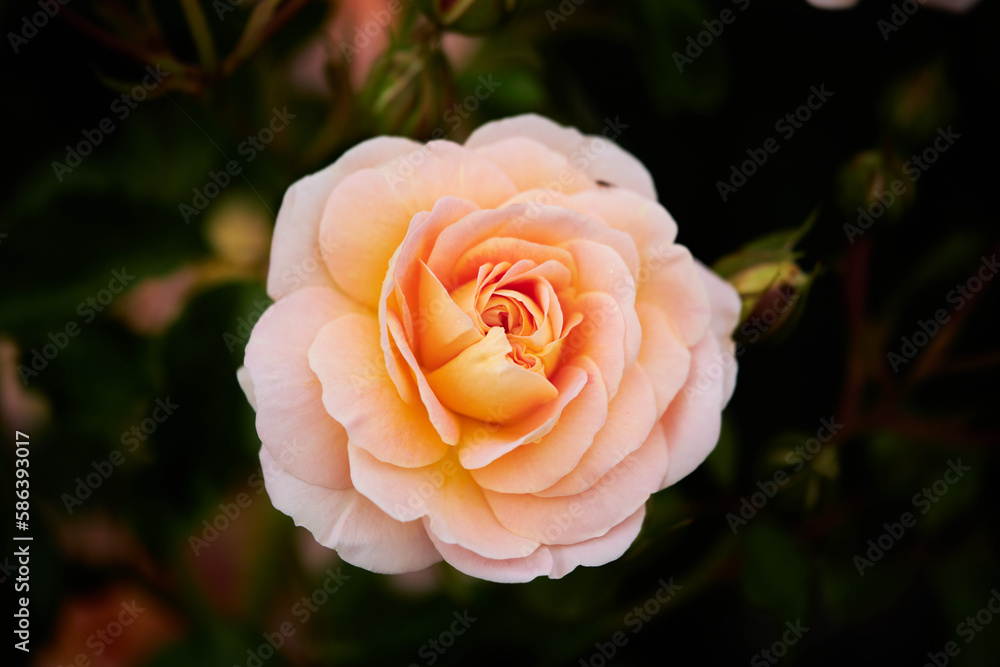 Floribunda - Latin for Floribunda - Latin for