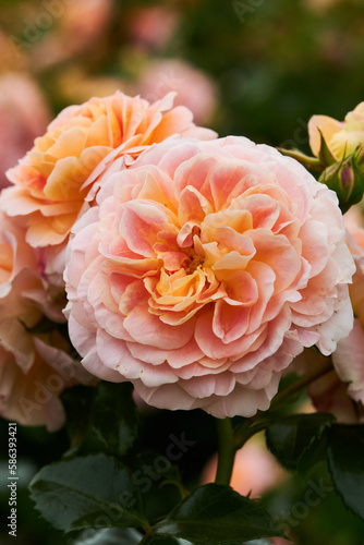 Floribunda - Latin for  many flowering   these roses bear many flowers held in large clusters  blooming continuously from summer through to late autumn.