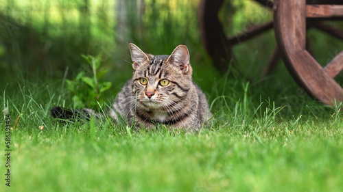 Young domestic tabby cat unting on the grass near wooden cart wheel at farm photo