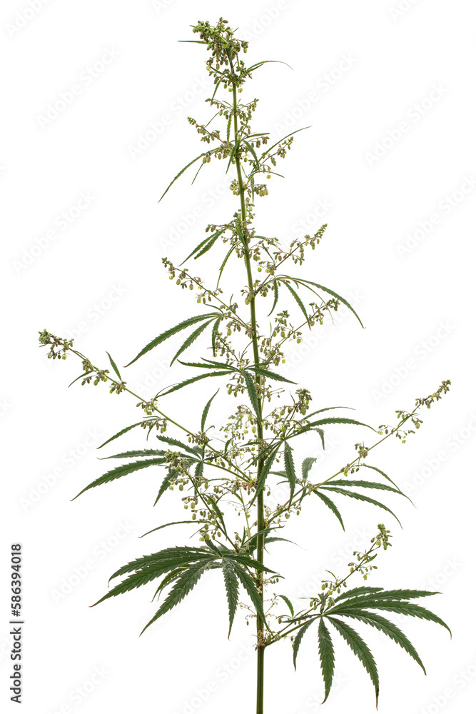 Fototapeta premium Cannabis, isolated on white background
