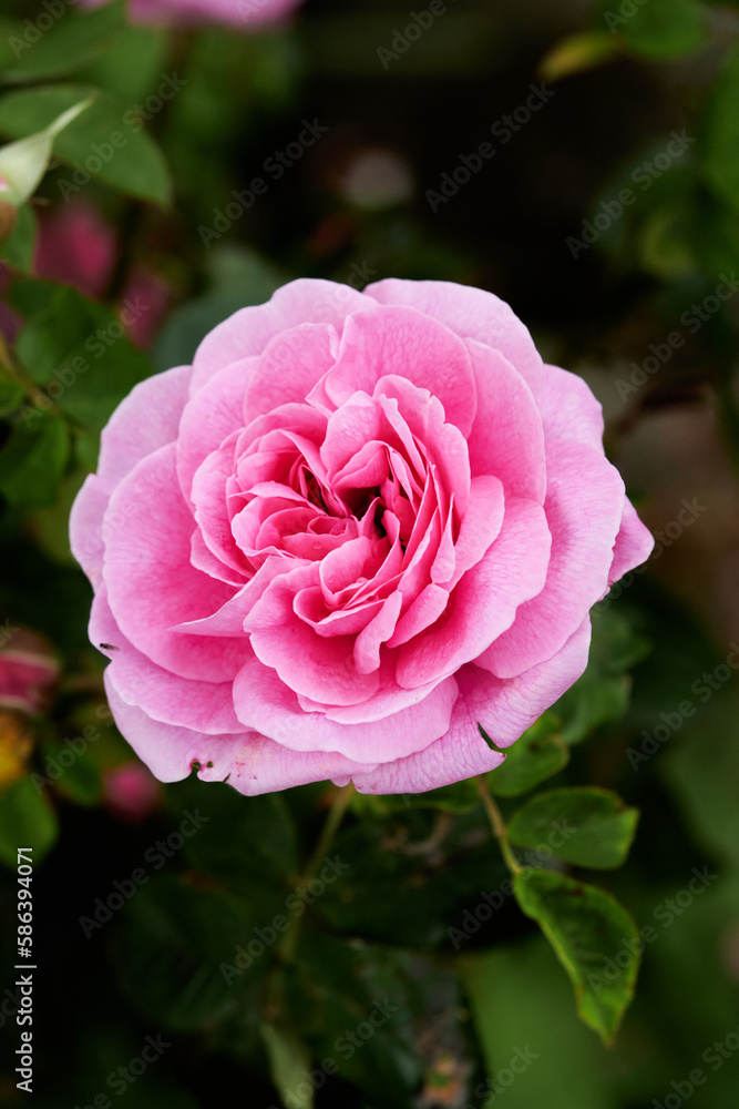 Floribunda - Latin for Floribunda - Latin for