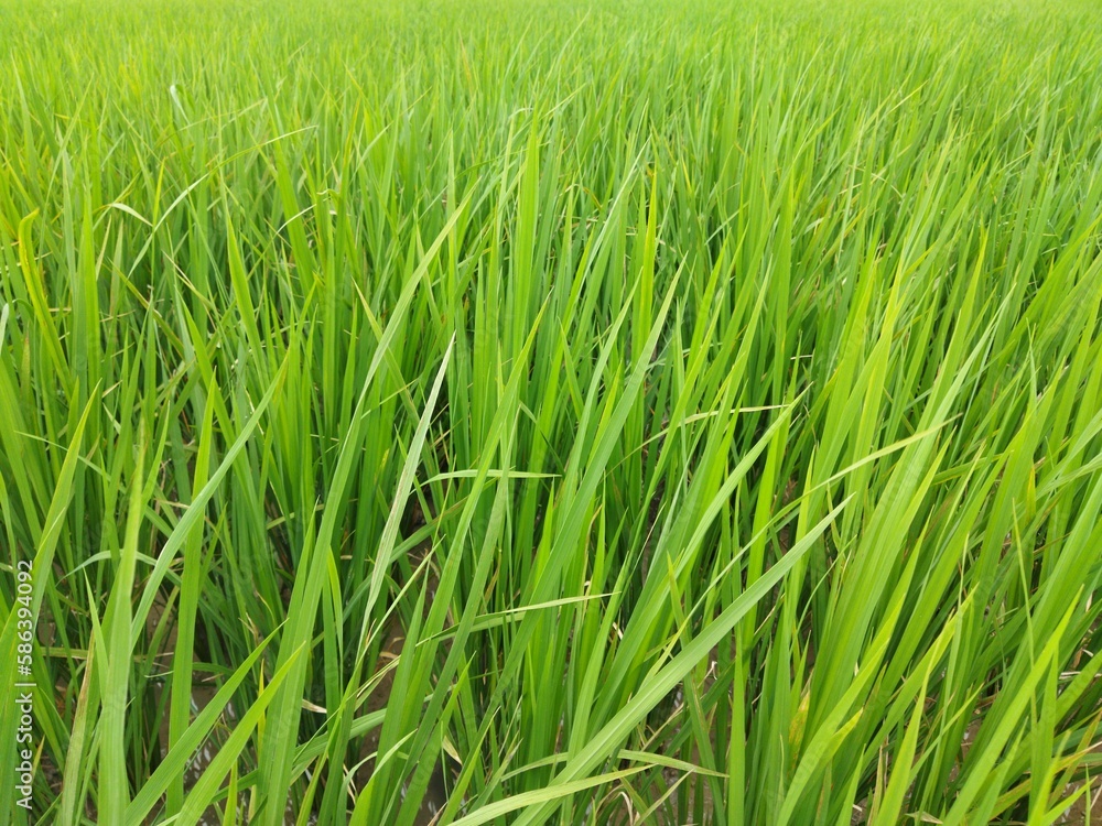 Obraz premium photo of rice plants that have not yet bear fruit