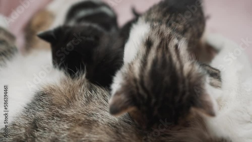 Cute kittens feeding on their monther close up shot. High quality 4k footage photo