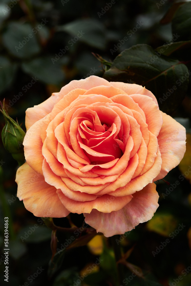 Floribunda - Latin for Floribunda - Latin for