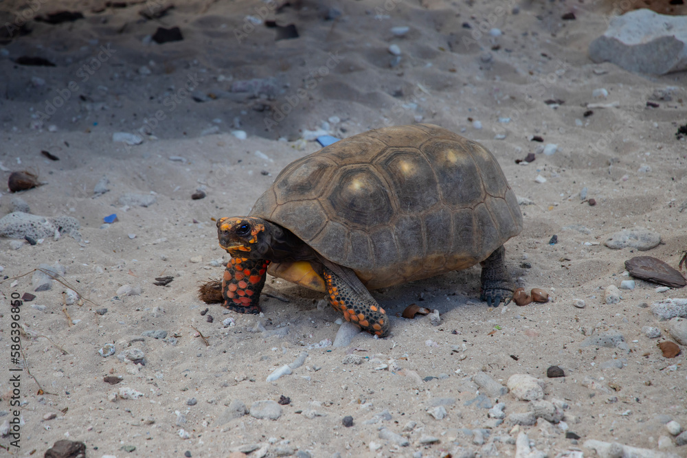 Obraz premium Red Footed Tortoise