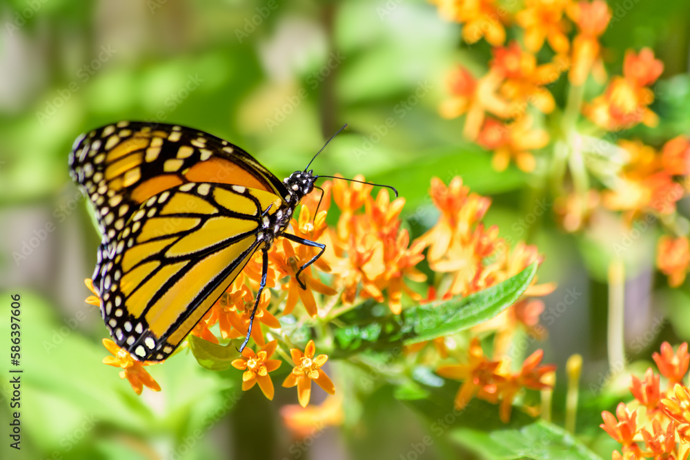 Fototapeta premium Monarch butterfly feeding on the orange flower of butterfly weed, a variety of the milkweed plant