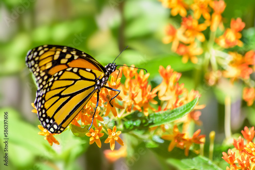 Monarch butterfly feeding on  the orange flower of butterfly weed, a variety of the milkweed plant © KQ Ferris