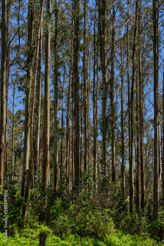 Mountain Ash Trees, and Manna Gums of the Black Spur ,Healesville, Victoria.