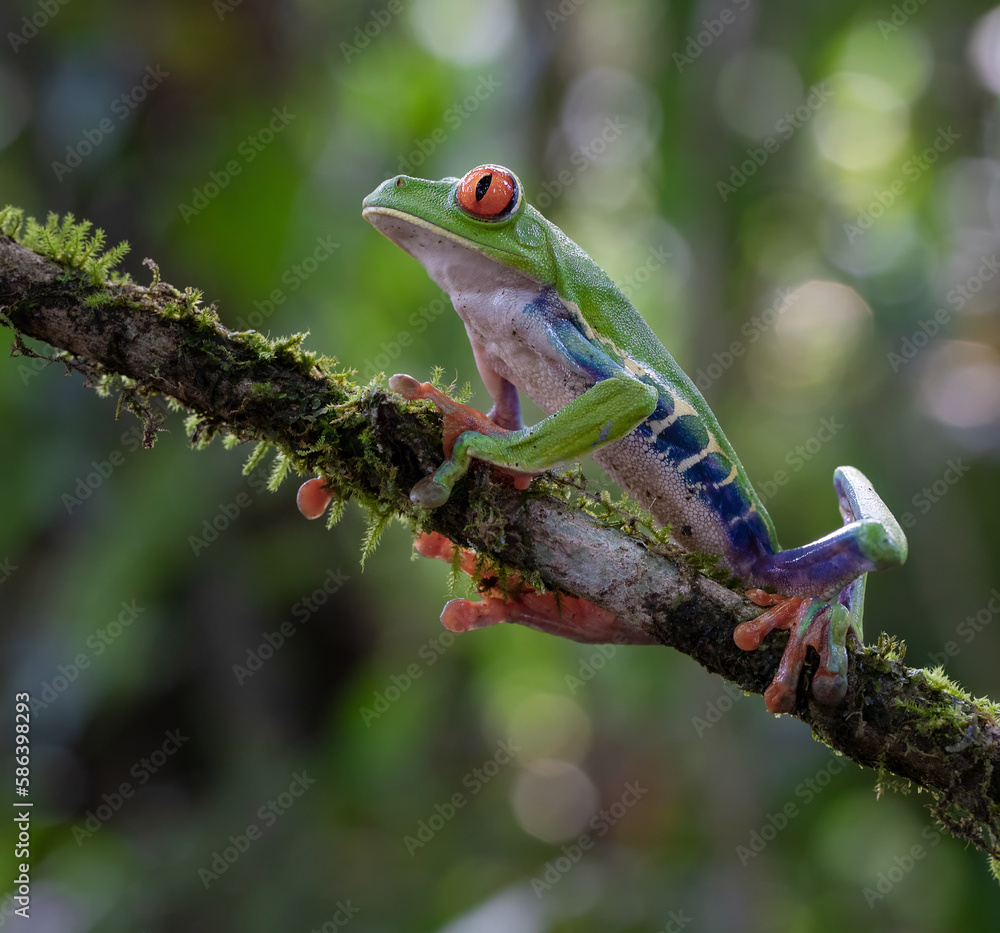 Wildlife Photography, Red-Eyed Tree Frog on a Branch in its Natural Habitat in Costa Rica's Rainforest.