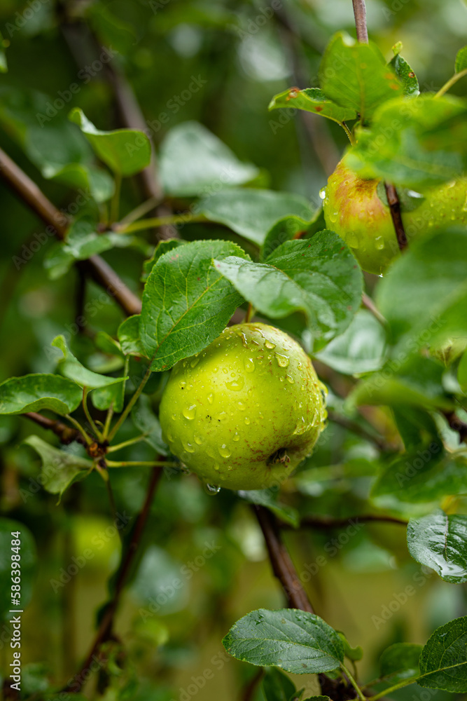 Water droplets rolling down apple hanging from tree branch in Michigan orchard. Water droplets rolling down apple hanging from tree branch in Michigan orchard.