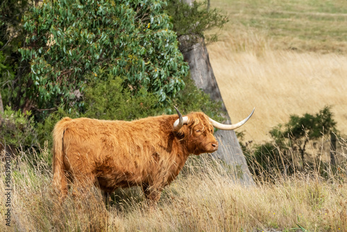 Hghland cow with selective focus photo