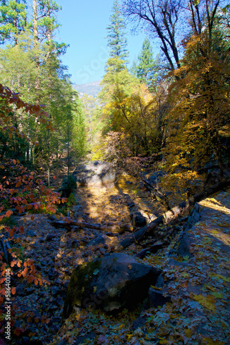 autumn in the forest