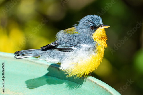 Tropical Parula (Setophaga pitiayumi) is a small New World warbler. It is a small passerine bird. photo