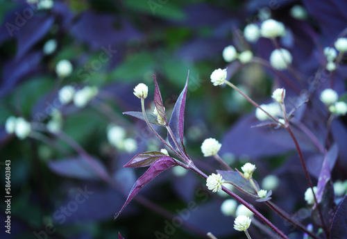 Close up of small Alternanthera bettzickiana G.Nicholson flowers or alternanthera sessilis with purple leaves growing in the garden. photo